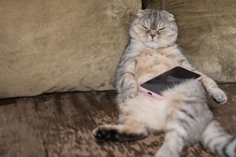 ¿Te gustaría saber lo que dice tu gato? Una app le promete a sus usuarios traducir los maullidos de los felinos