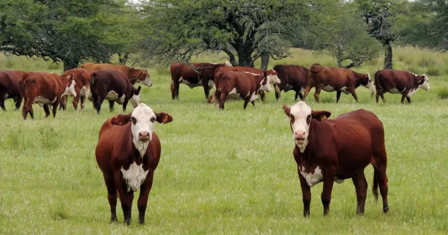 El encuentro organizado por Rosgan se denomina "Sudamérica, reservorio mundial de carnes".