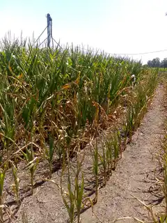 El tiempo para la primera quincena de agosto