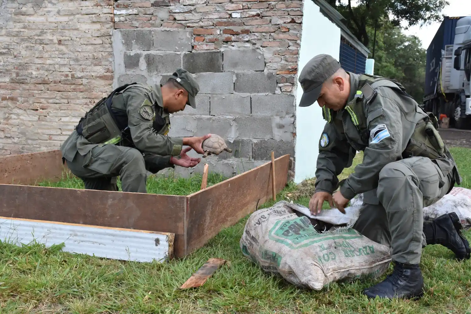 gendarmeria nacional tortugas loros - 1