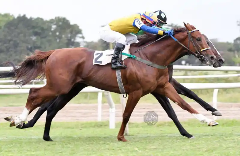 Domingo 29: Actividad Hipódromo de San Isidro