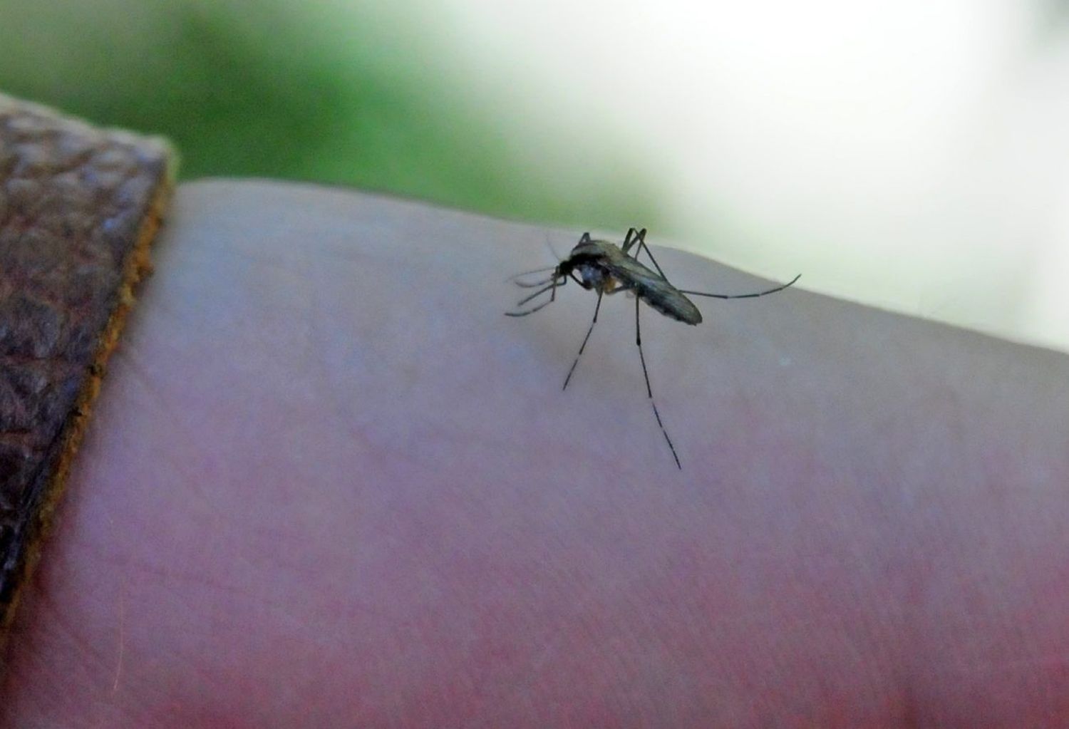 Una impresionante propagación de mosquitos se registra desde hace días
