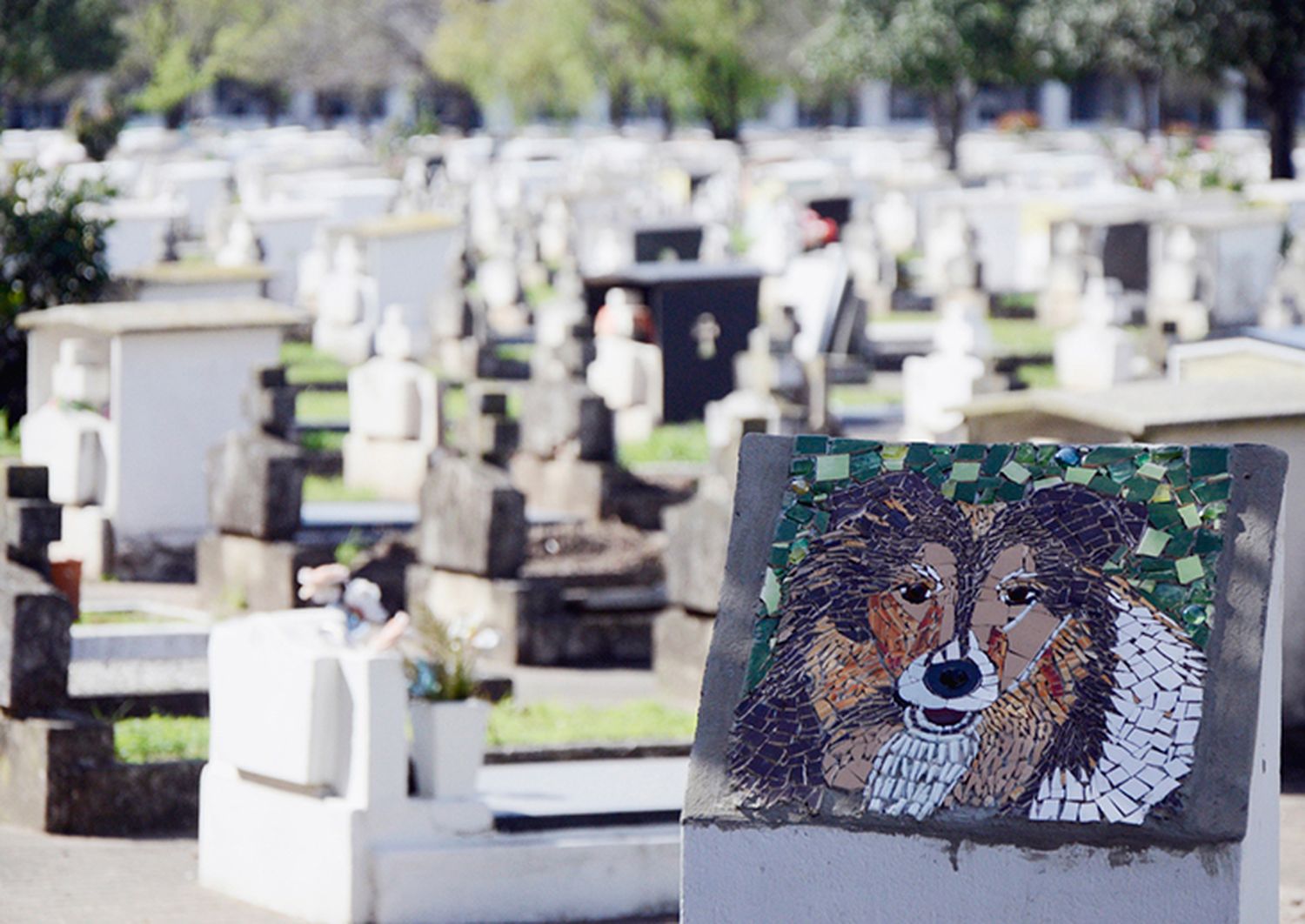 En 2017 Rosario tendrá un cementerio de mascotas