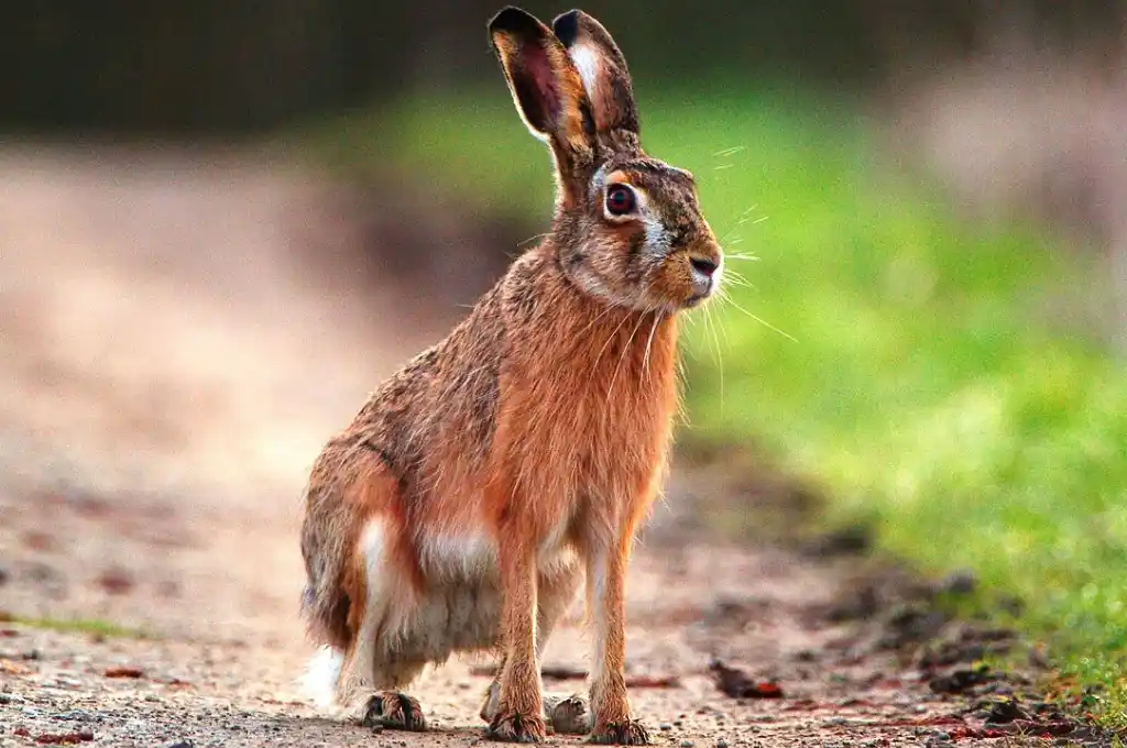 En plena noche y de manera ilegal, tres hombres cazaron 51 liebres en Chubut. (Foto: Ilustrativa)