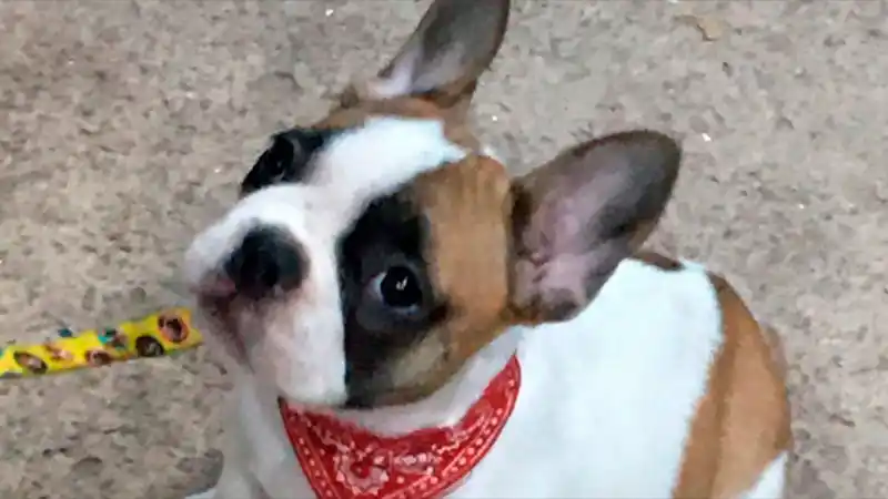 Insólito: le robaron el perro y le piden 60.000 pesos para devolvérselo