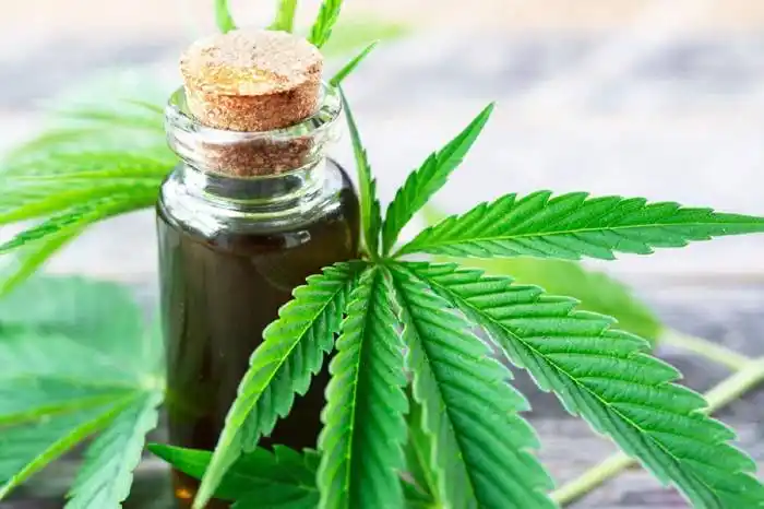 Entre Ríos ni figura en el plan de desarrollo nacional de cannabis
