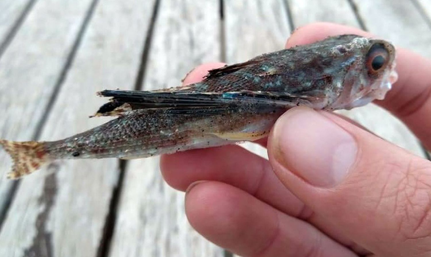 Sorpresiva aparición de “peces voladores” en nuestras playas