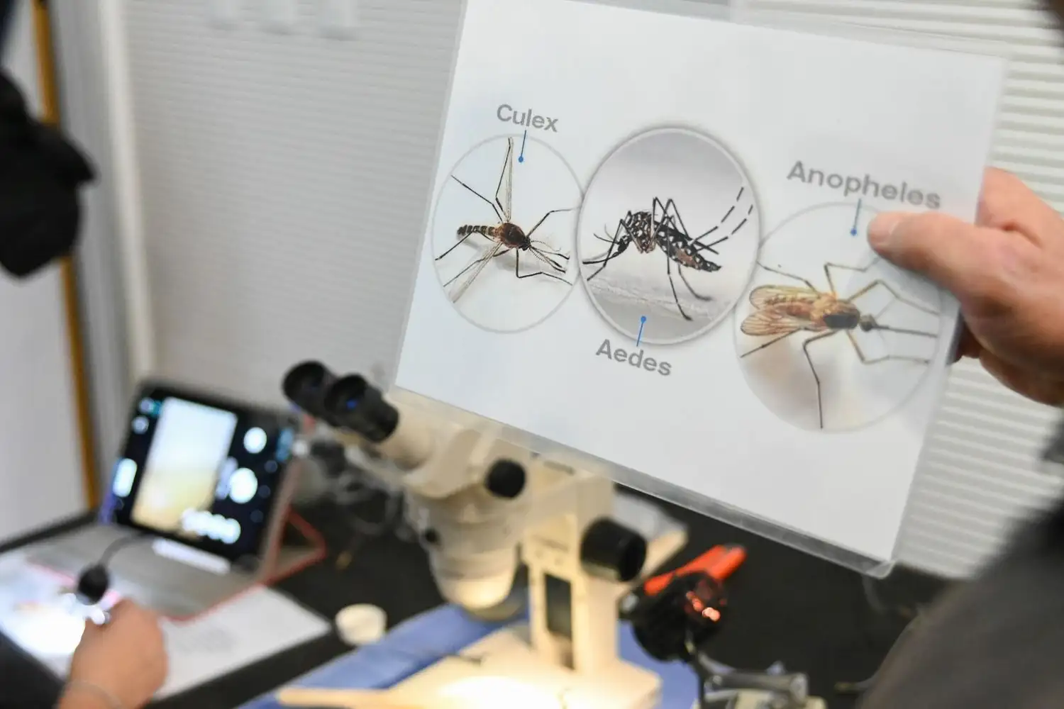 Operativo Dengue