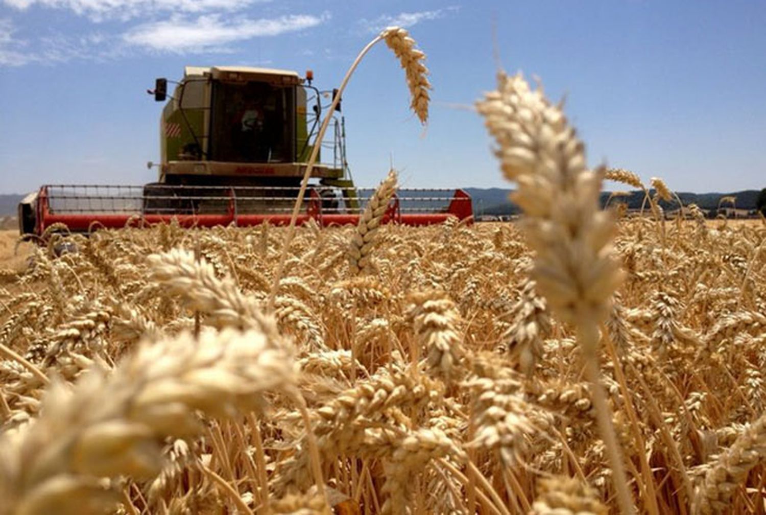 Problemas para el campo: La estimación de trigo se redujo en un millón de toneladas