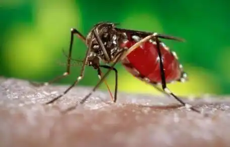 Zika: “No sabemos cuáles pueden ser las consecuencias”