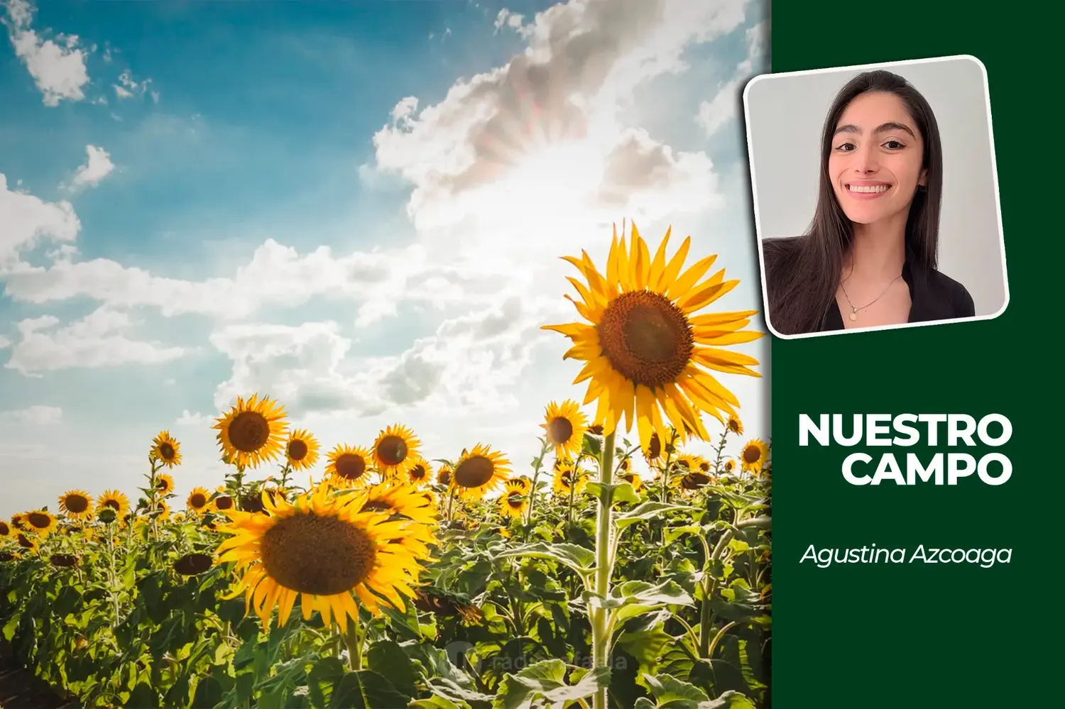 NUESTRO CAMPO| Maíz demorado, trigo firme y primeros lotes de girasol en Santa Fe