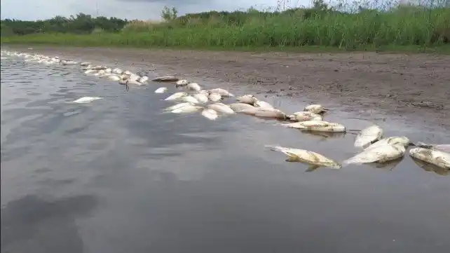 Concepción del Uruguay:cientos de peces muertos en un arroyo