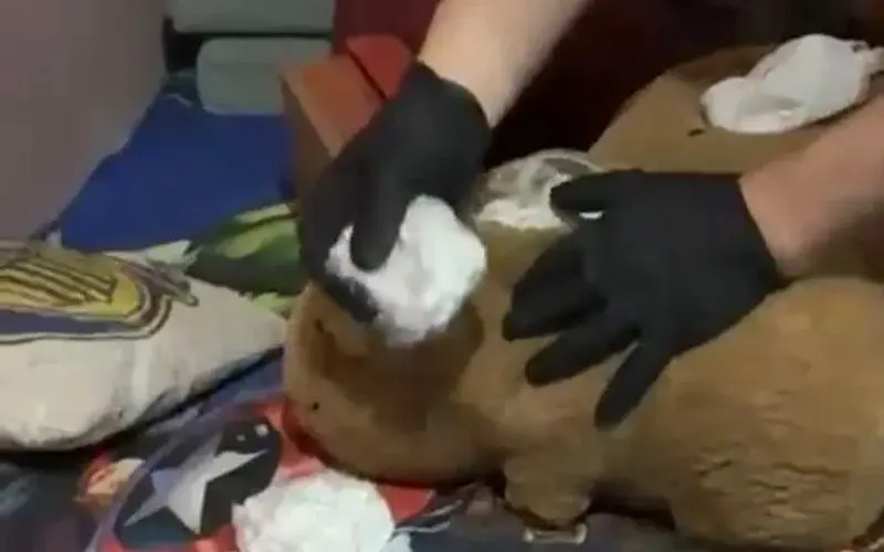 Seis detenidos y un carpincho de peluche con drogas secuestrado tras un operativo en barrio Alvear