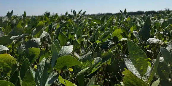 Las lluvias fueron muy oportunas para algunos cultivos y muy tarde para otros