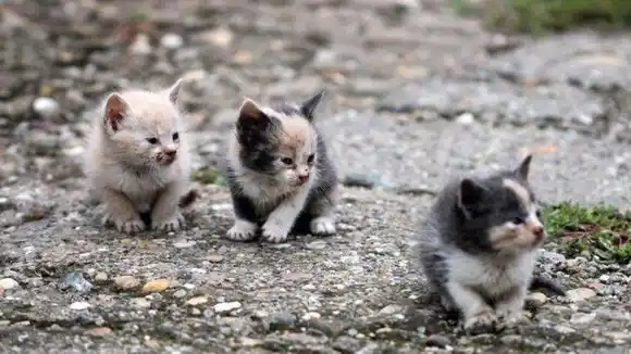 ¡INDIGNANTE! Inescrupulosos envenenan a más de 100 gatos en Santa Marta