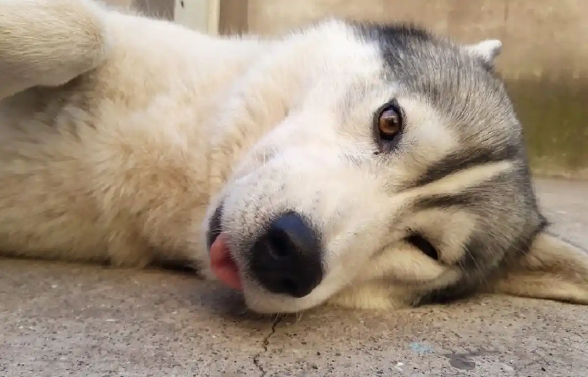 Bahía Blanca: Ofrece $1 millón de recompensa por su perro perdido