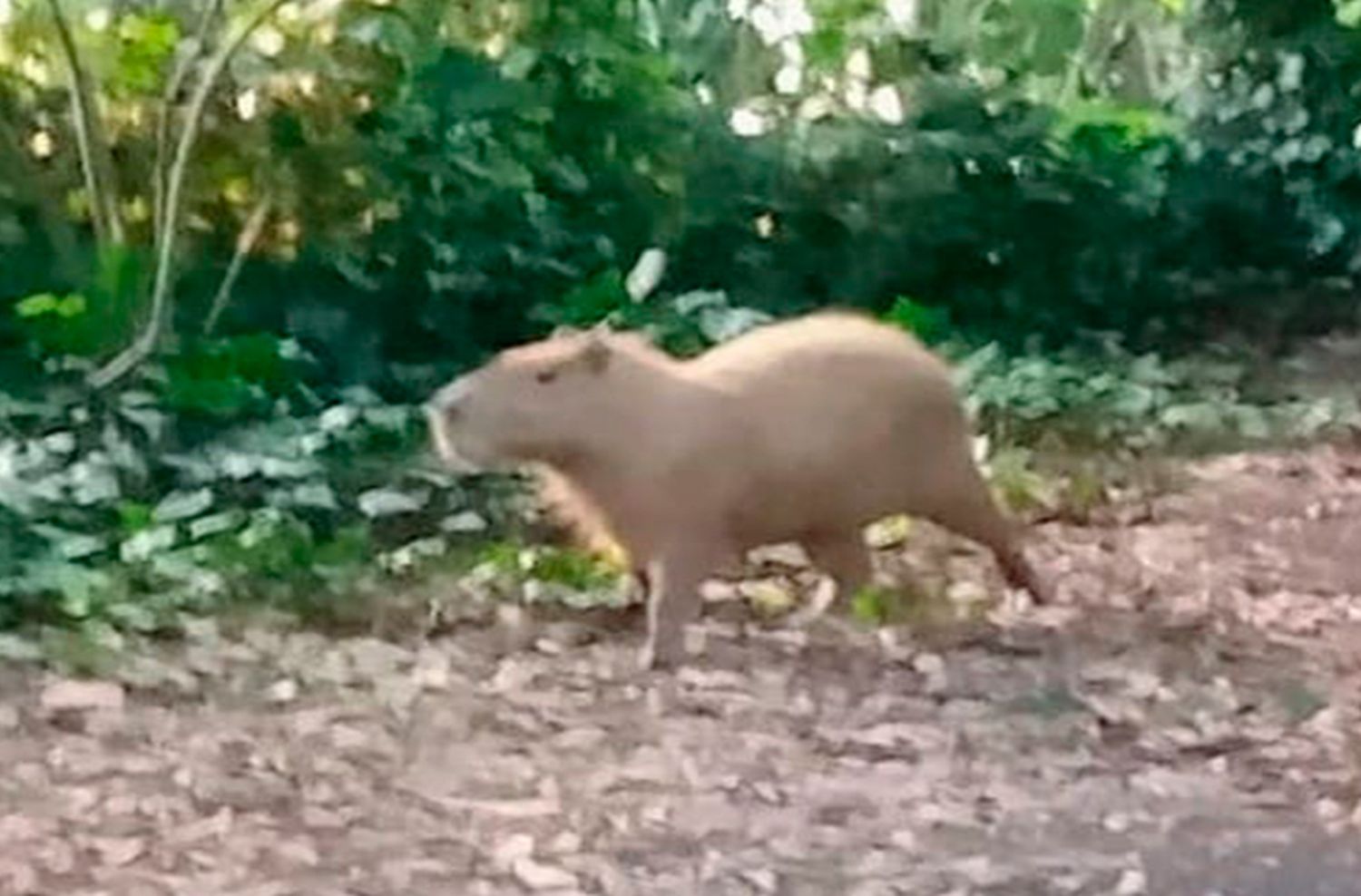 Video: encuentran a ejemplar de carpincho en el Bosque Peralta Ramos