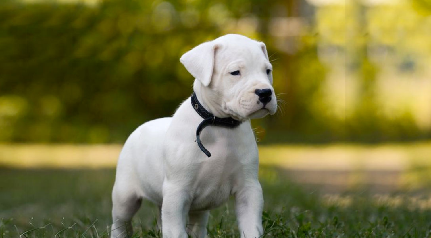 Entraron a una vivienda y robaron un dogo de cuatro meses