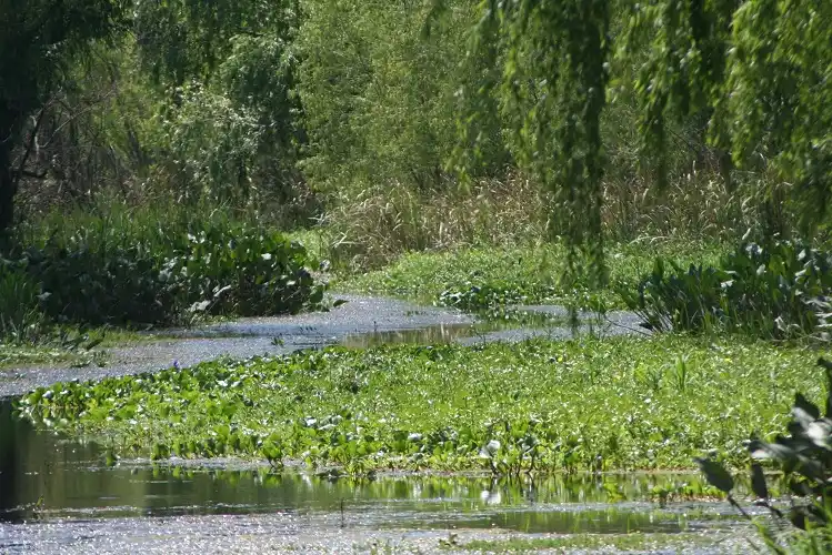 Por la fumigación con agroquímicos se proponen cuidar las cuencas de agua 