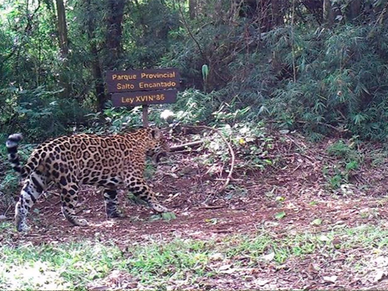 Nuevo ejemplar de yaguareté, divisado en parque de Misiones