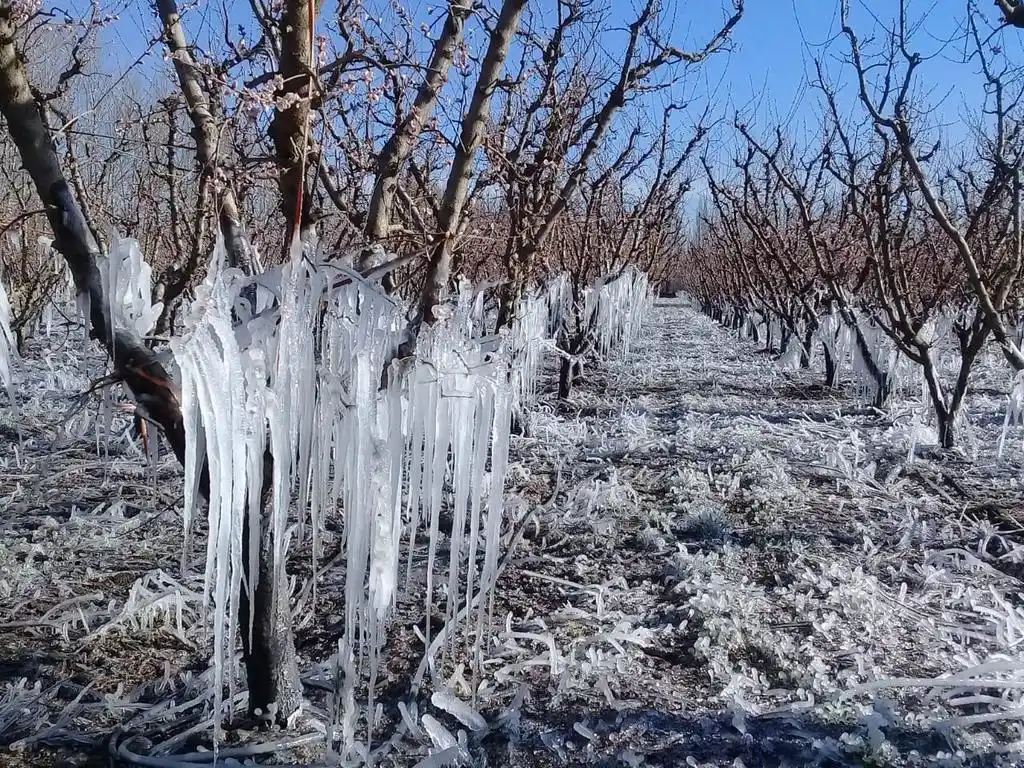 Mendoza amanece con ‘helada negra’ tras una drástica caída de temperaturas