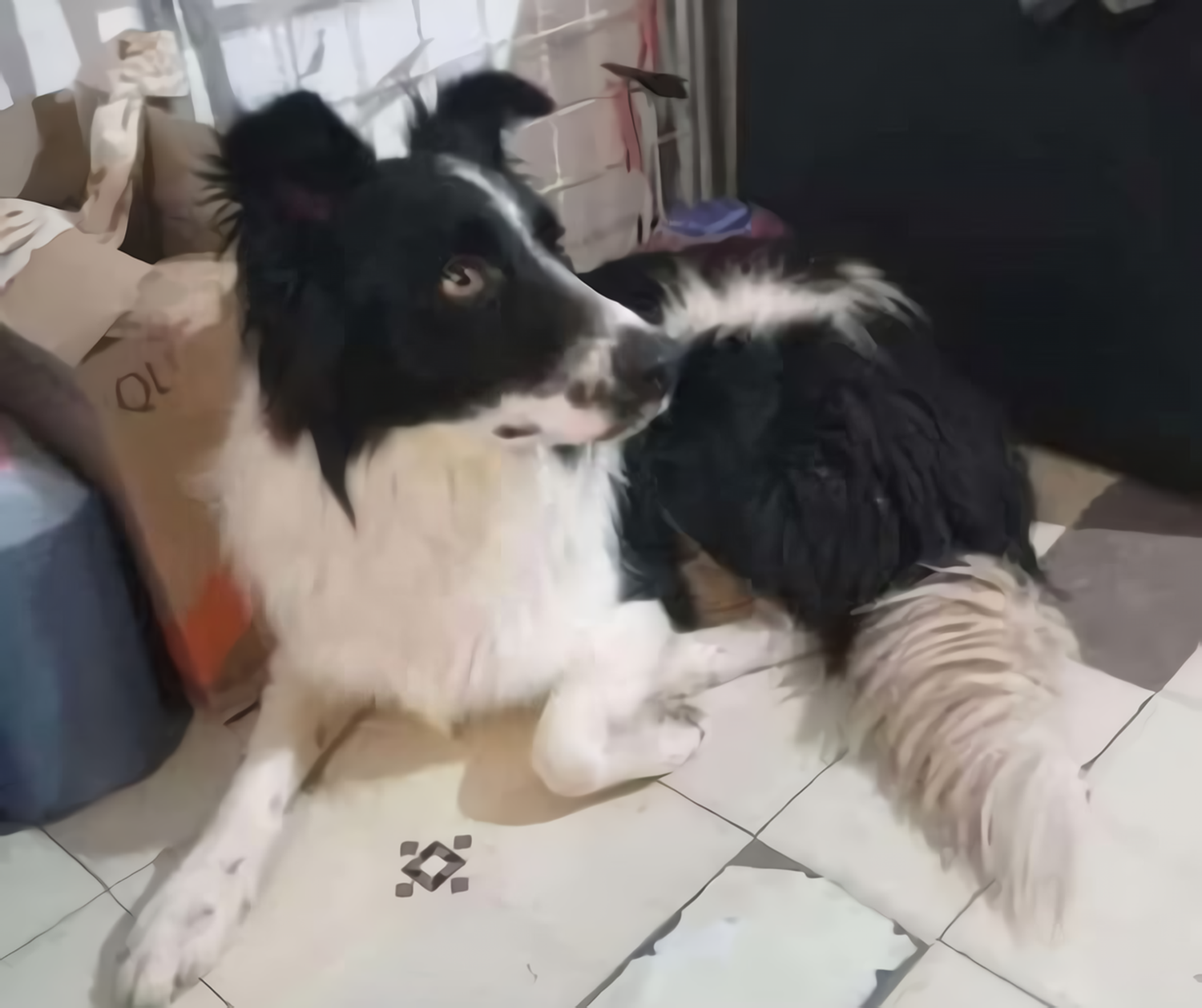 Buscan a este border collie