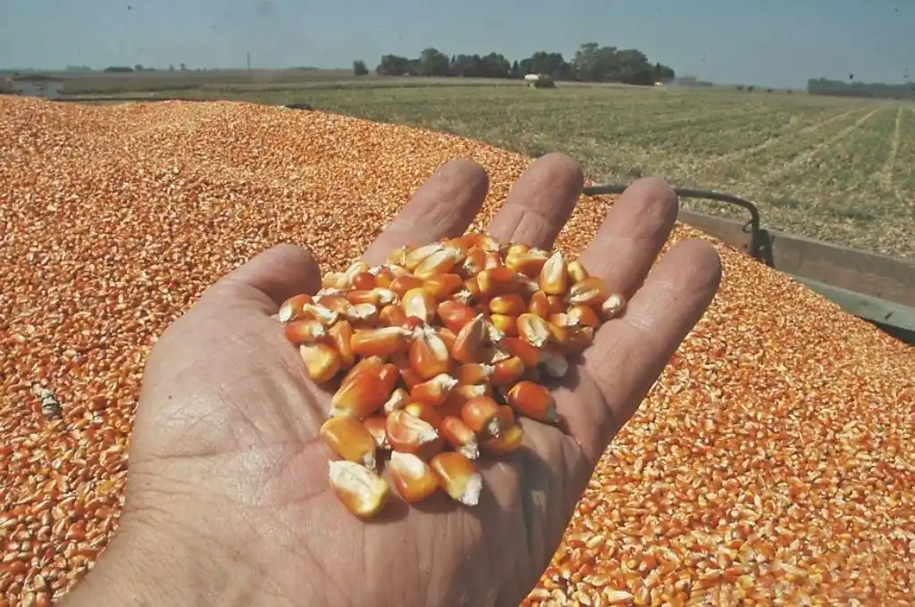 Golpe récord al contrabando: decomisan más de 8.100 toneladas de maíz