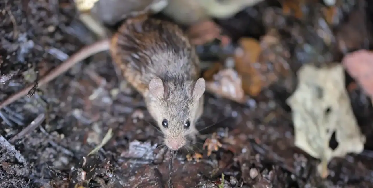 Hantavirosis, una zoonosis de alta gravedad que en la temporada actual presenta un escenario de brote