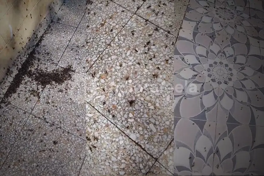 Alerta en Rafaela y la región: llegaron las hormigas voladoras e invadieron la zona