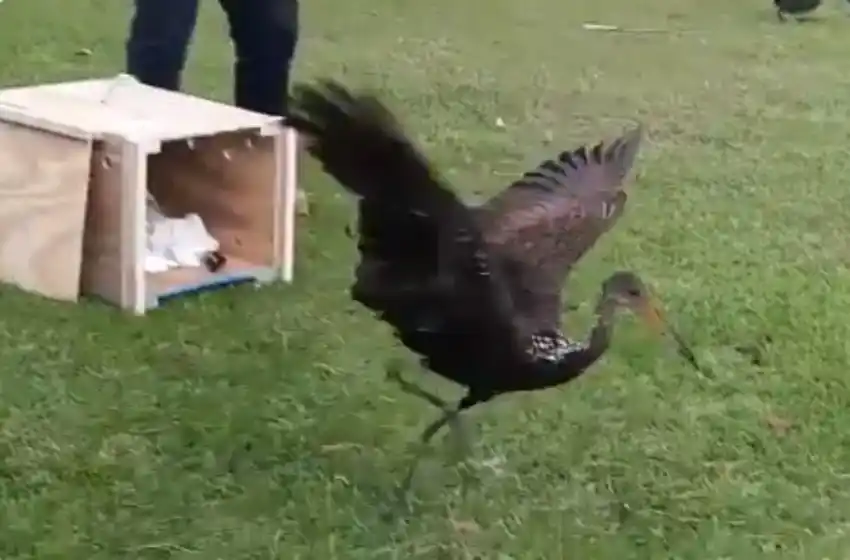 Video: en la semana del medio ambiente, liberan a un Carau encontrado en Mar del Plata
