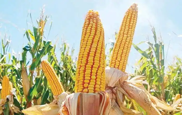 La Mesa de Enlace de Entre Ríos negó desabastecimiento de  trigo y maíz