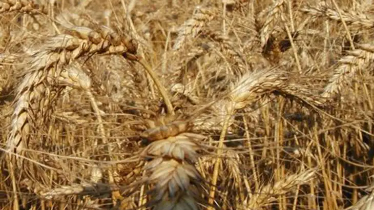 La falta de agua pone en jaque al rinde de trigo 21/22