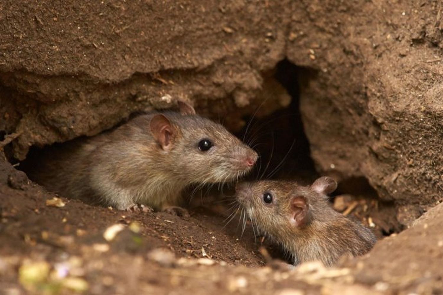 Se confirmó un caso de hantavirus en Concepción del Uruguay