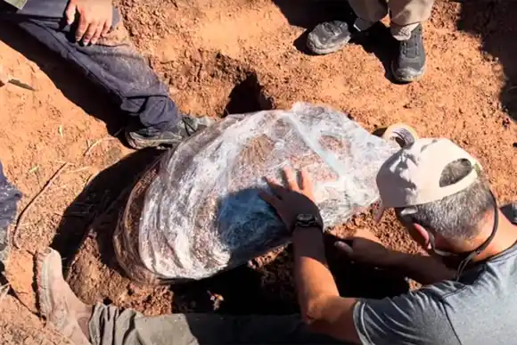 Descubren restos de un gliptodonte de 8.000 años en un campo de Entre Ríos