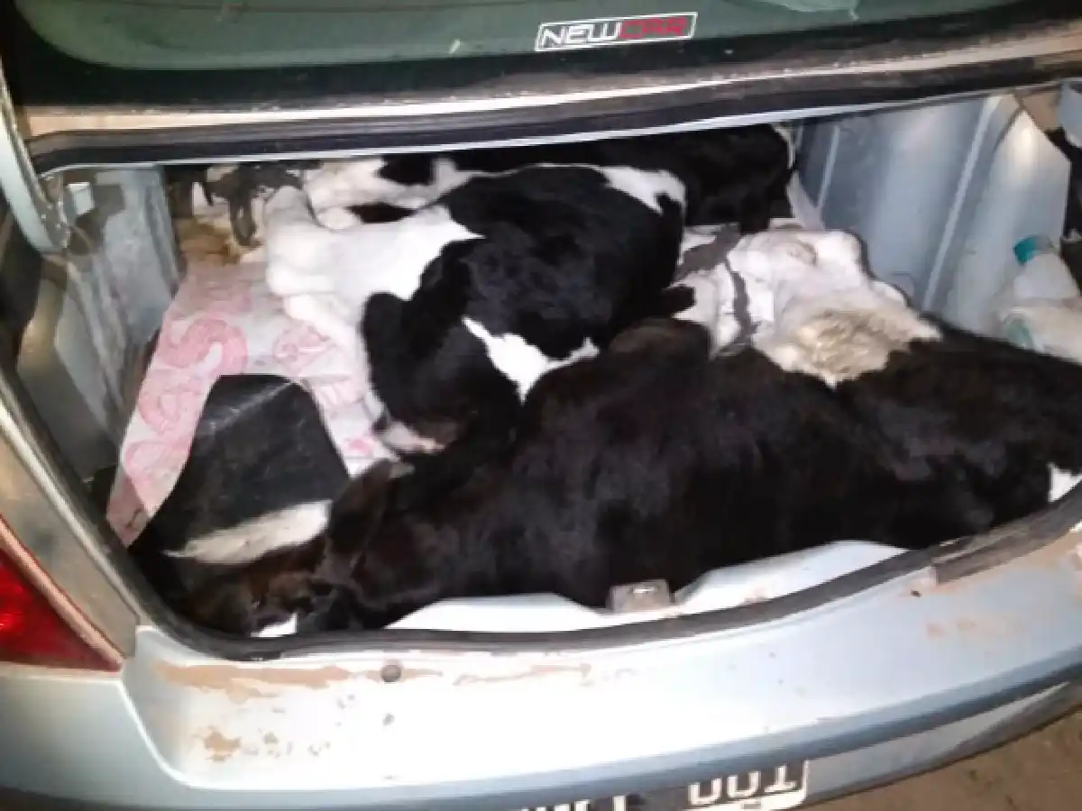 Los atraparon con dos terneros vivos en el baúl del auto
