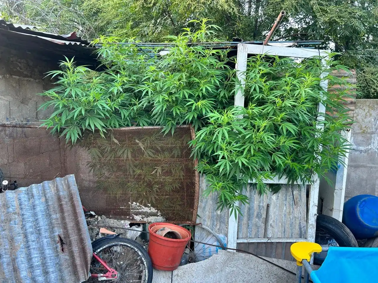 marihuana allanamientos