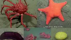 Dónde y cómo ver el stream en vivo desde las profundidades del mar argentino