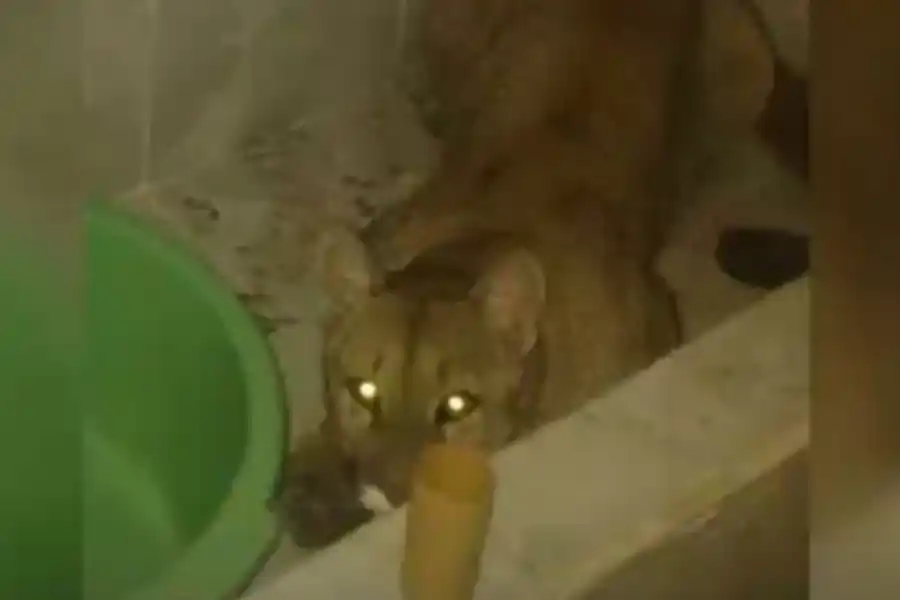 Susto en Salta: un hombre fue al baño en la madrugada y se encontró con un puma