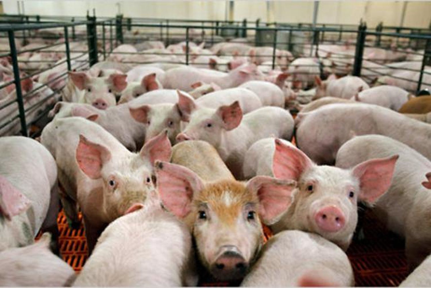 Argentina concretó la primera exportación de carne porcina con destino a China