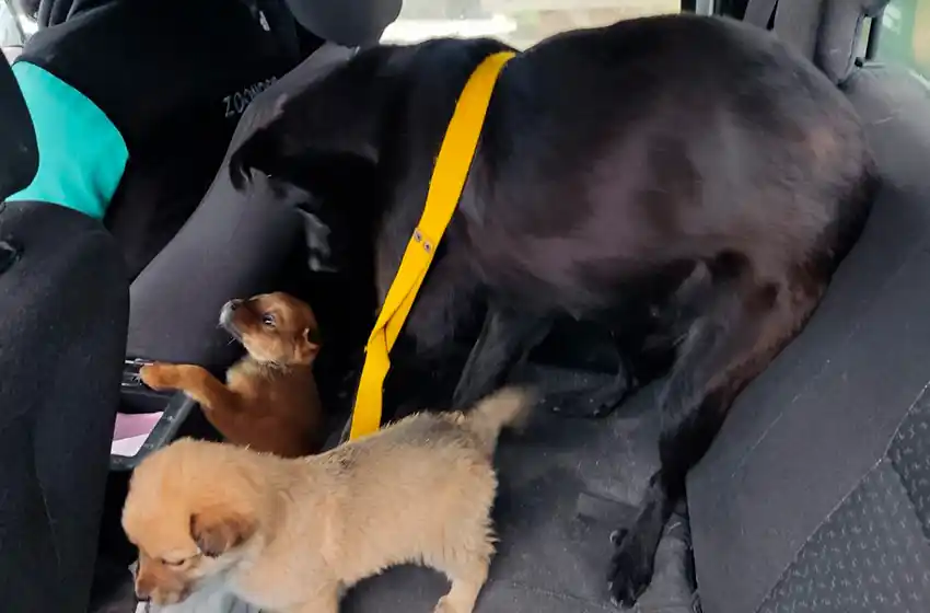 Rescatan a perritos en estado de abandono y maltrato