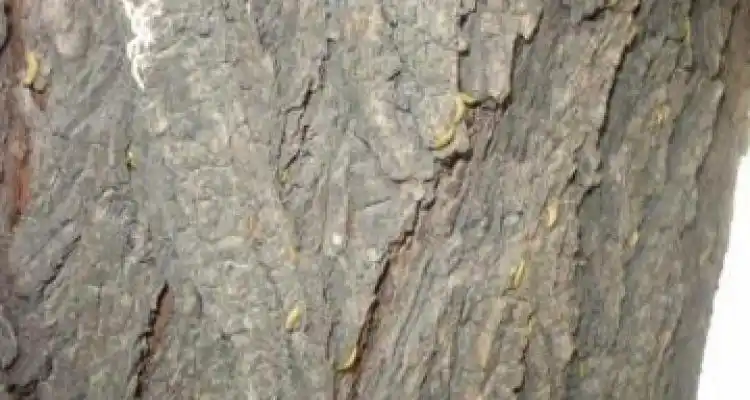 Gusanos y murciélagos de paseo