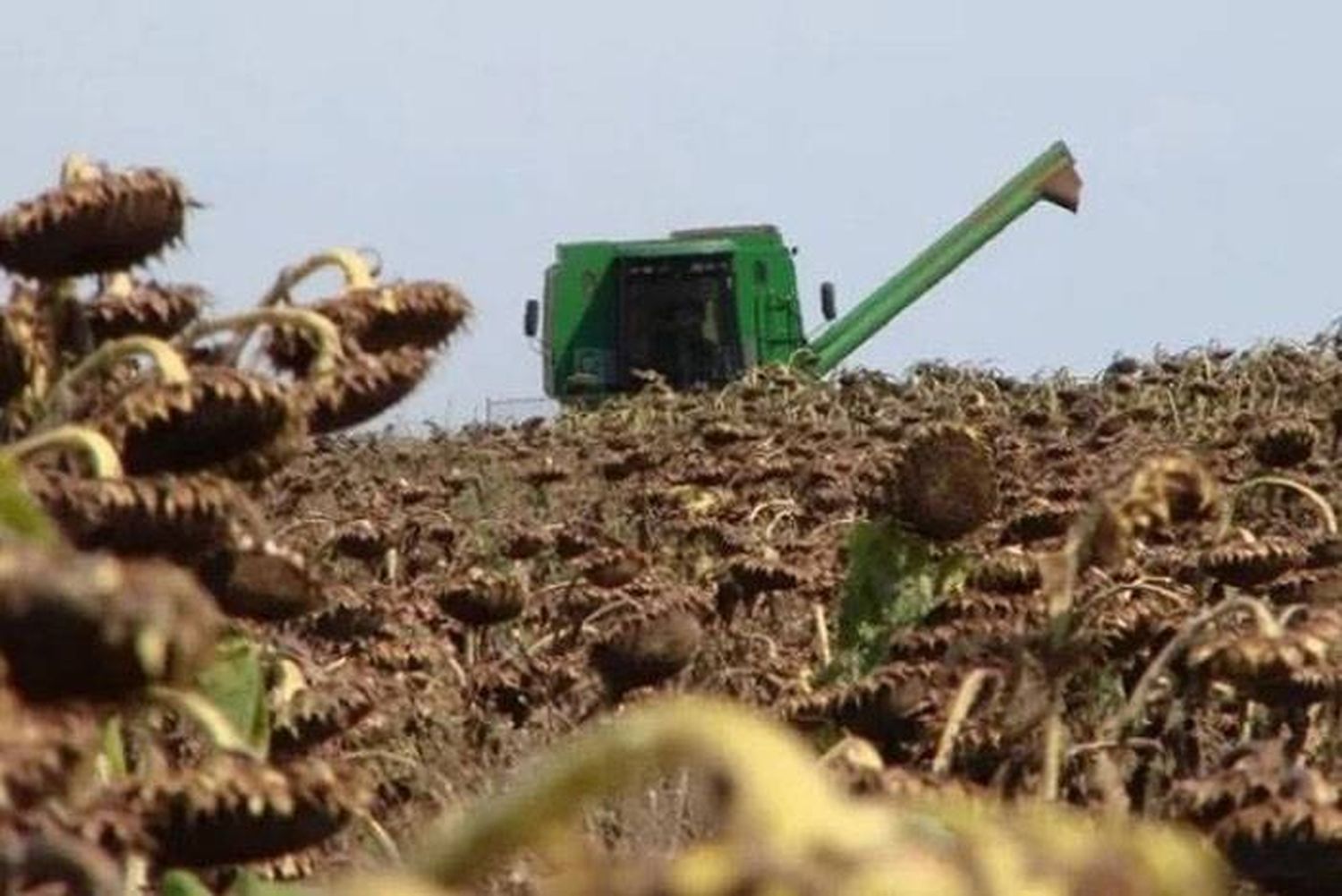 Altas temperaturas y escasas  lluvias golpean el cultivo de girasol