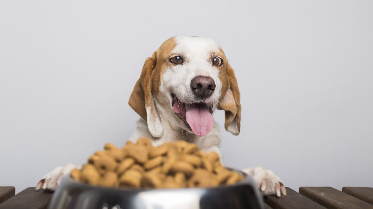 Hay grandes descuentos en alimentos para perros y gatos