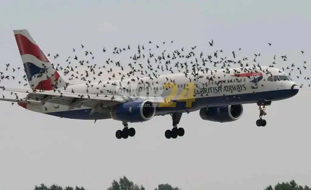 VIDEO. Un avión aborta despegue al impactar con una bandada de pájaros