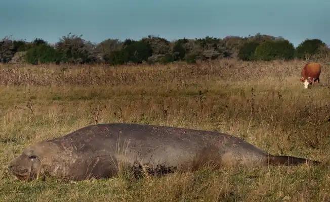 Las imágenes de un elefante marino en La Pampa