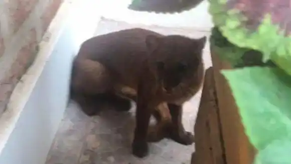 Un puma en peligro de extinción apareció en el patio de una casa en La Paz