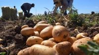 ECO CAMPO: La producción de papa semilla también evoluciona en busca de calidad y rindes