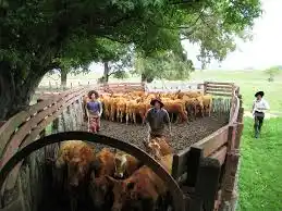 El campo argentino en números, y su incidencia en la economía