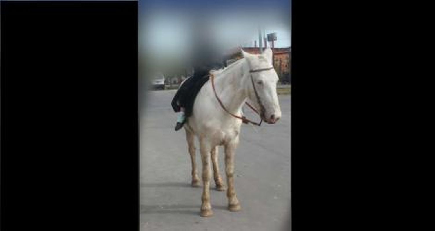 Buscan yegua perdida