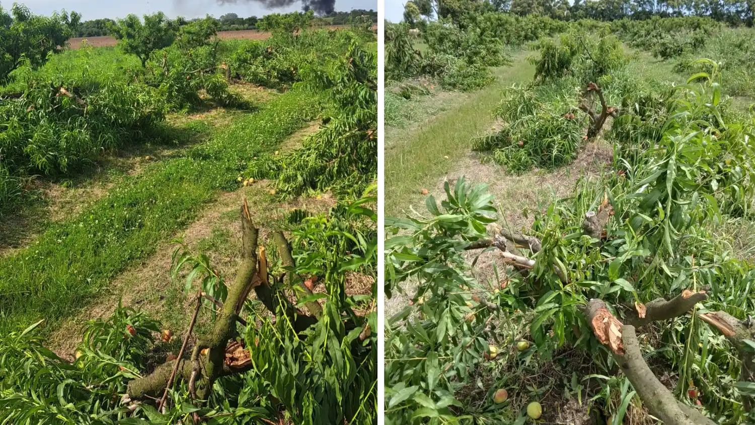 Daño durazneros La Tosquera